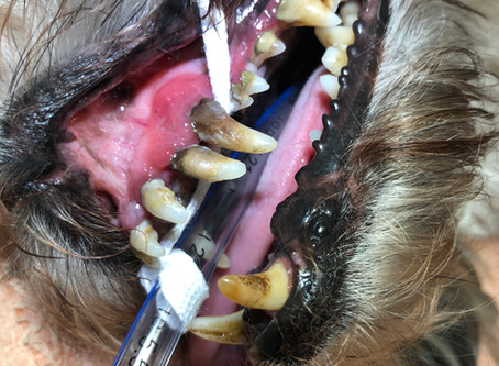 Dental Disease - Does your Pet have it?