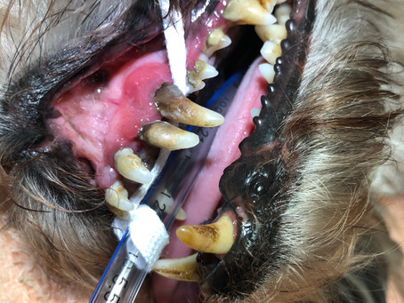 Dental Disease - Does your Pet have it?