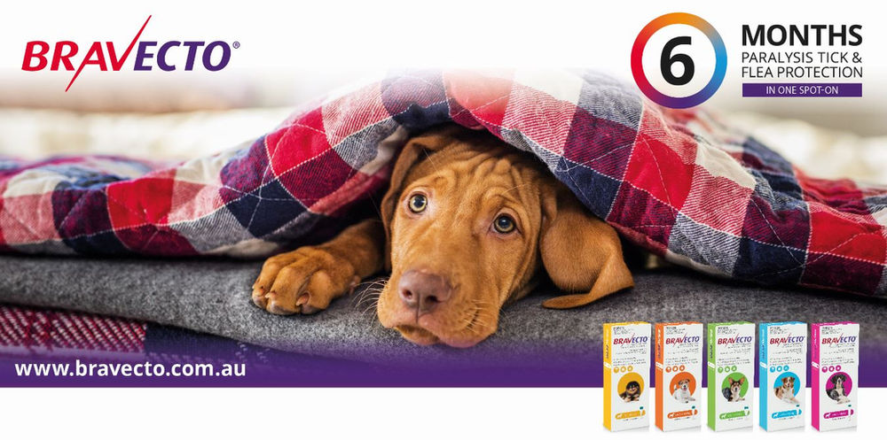 bravecto paralysis tick