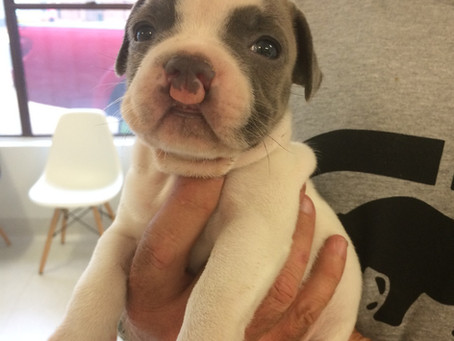 Meet Jimmy French Staffy!