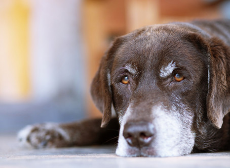 Arthritis In Your Pet!