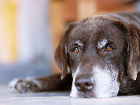 Arthritis In Your Pet!