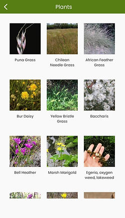Plants Screenshot_edited.jpg