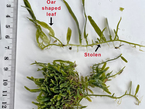 See Weeds? Report them.