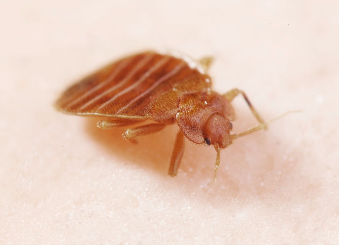 Close-up image of a brown bed bug