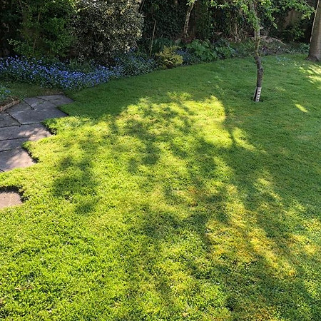 A newly laid lawn in a garden, with patches of greener grass