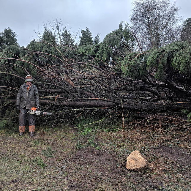 A person with a chainsaw in front of a huge fallen tree
