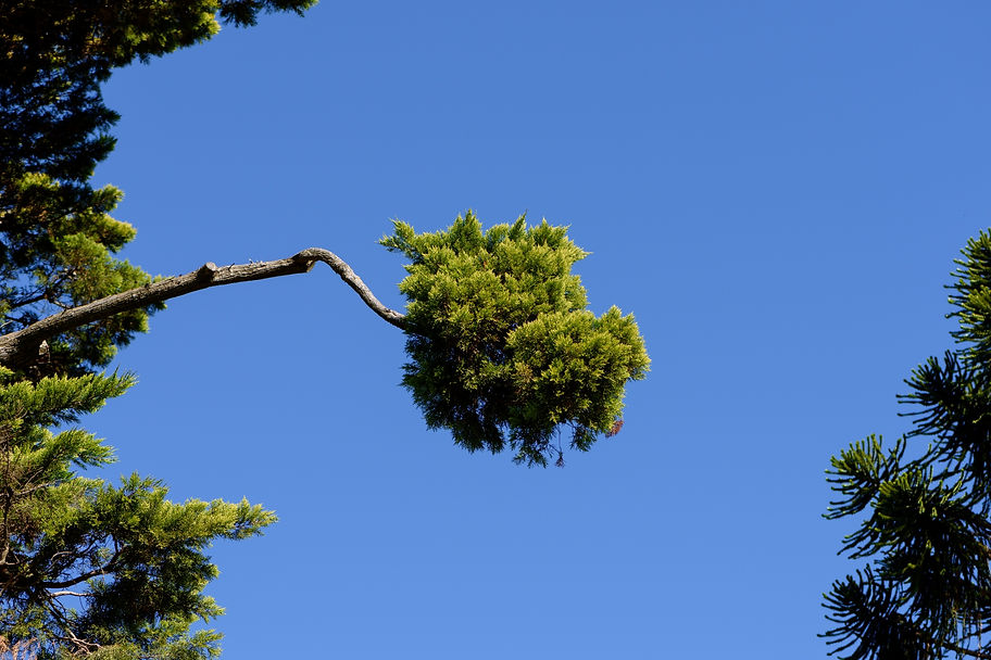 A tall green tree against a blue sky