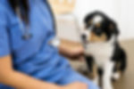 Puppy sitting next to a vet in blue scrubs.