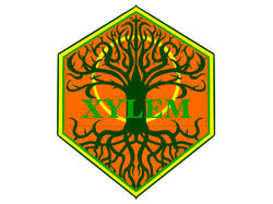 Xylem