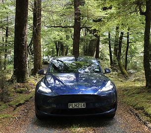 Model Y forest bathing