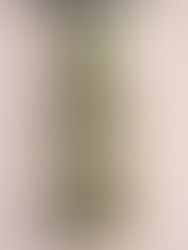 Stephanie Tonini Food Is Art Photography and Foxesdish.com