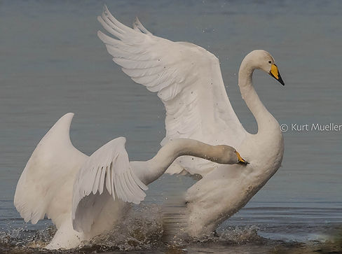 MM swan biting swan wings open.jpg