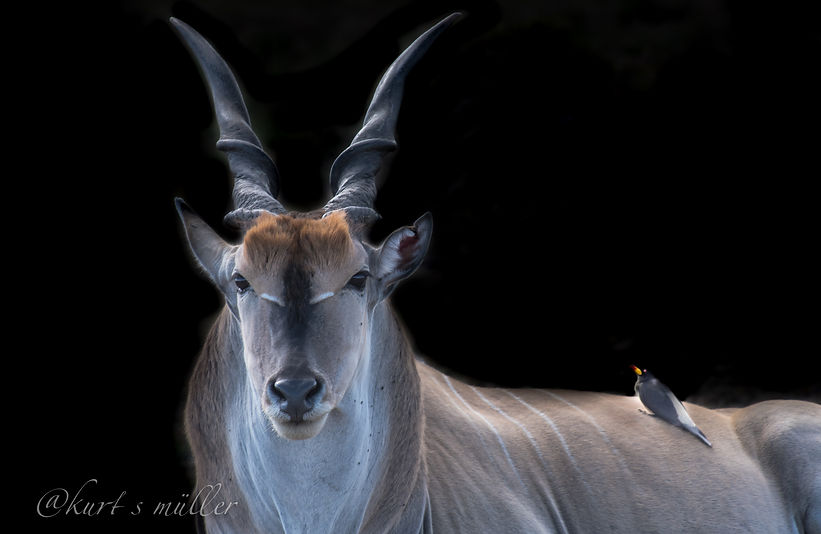 kurt_s_müller_16x9_eland_blk.jpg
