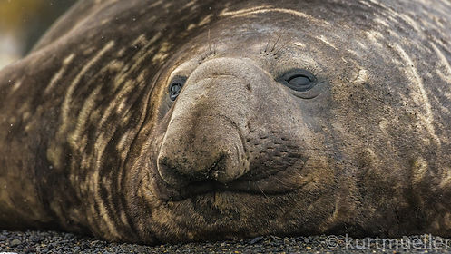 Antarctica kurt_mueller 030.jpg