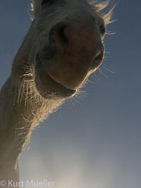 F Camargue kurt_mueller wild horse tower