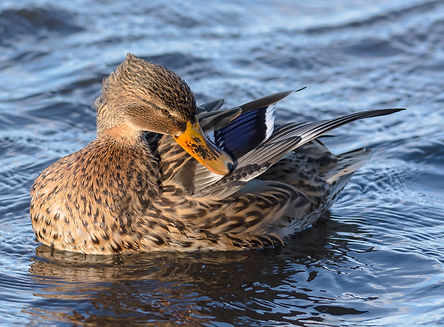 MM mallard duck grooming.jpg