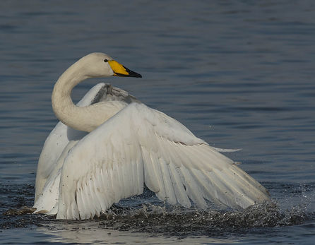 MM swan stretching 1.jpg