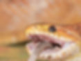 corn snake rat tail.jpg