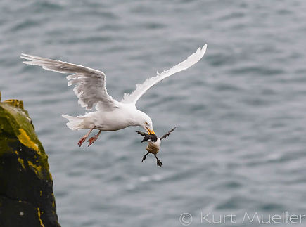 Iceland gull with catch.jpg