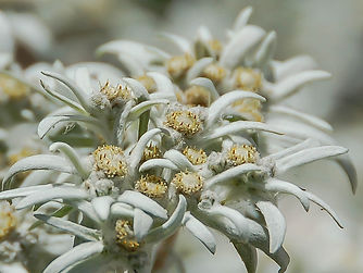 SF1 edelweiss.jpg