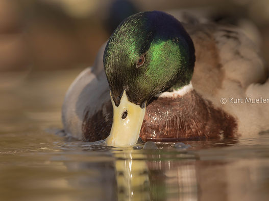 MM mallard male - eye beak  close_.jpg