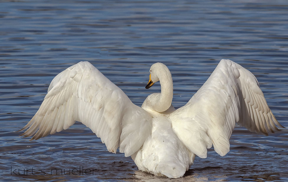 kurt_s_mueller swan open maje.jpg