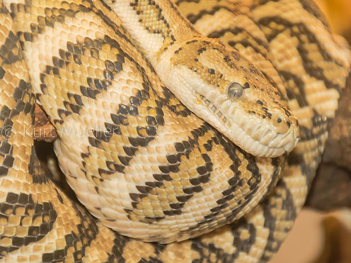 mueller.kurt_carpet python1.jpg