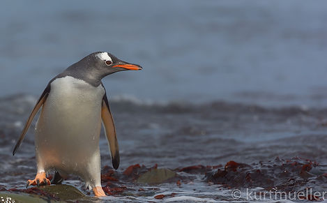 Antarctica kurt_mueller 004.jpg