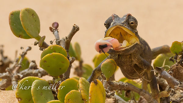 21aaa_kurt_s_mÃ¼ller_16x9_chameleon_mout