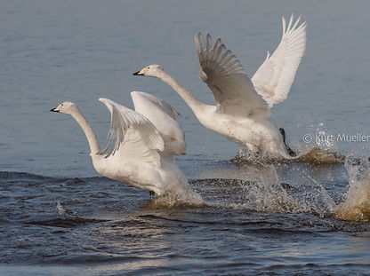 MM swans two taking off good symmetry co