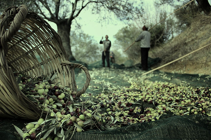Ayvalik-ZEYTIN-ISCISI-Sevket-Koca-scaled_edited.jpg