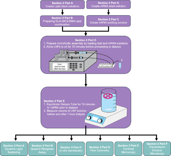 Overview of methods detailing the order of steps for LNP synthesis and characterization, along with the .corresponding sections