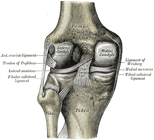 Image 1: Heel Hook Injury Meniscus, collateral ligament, and PCL injury anatomy