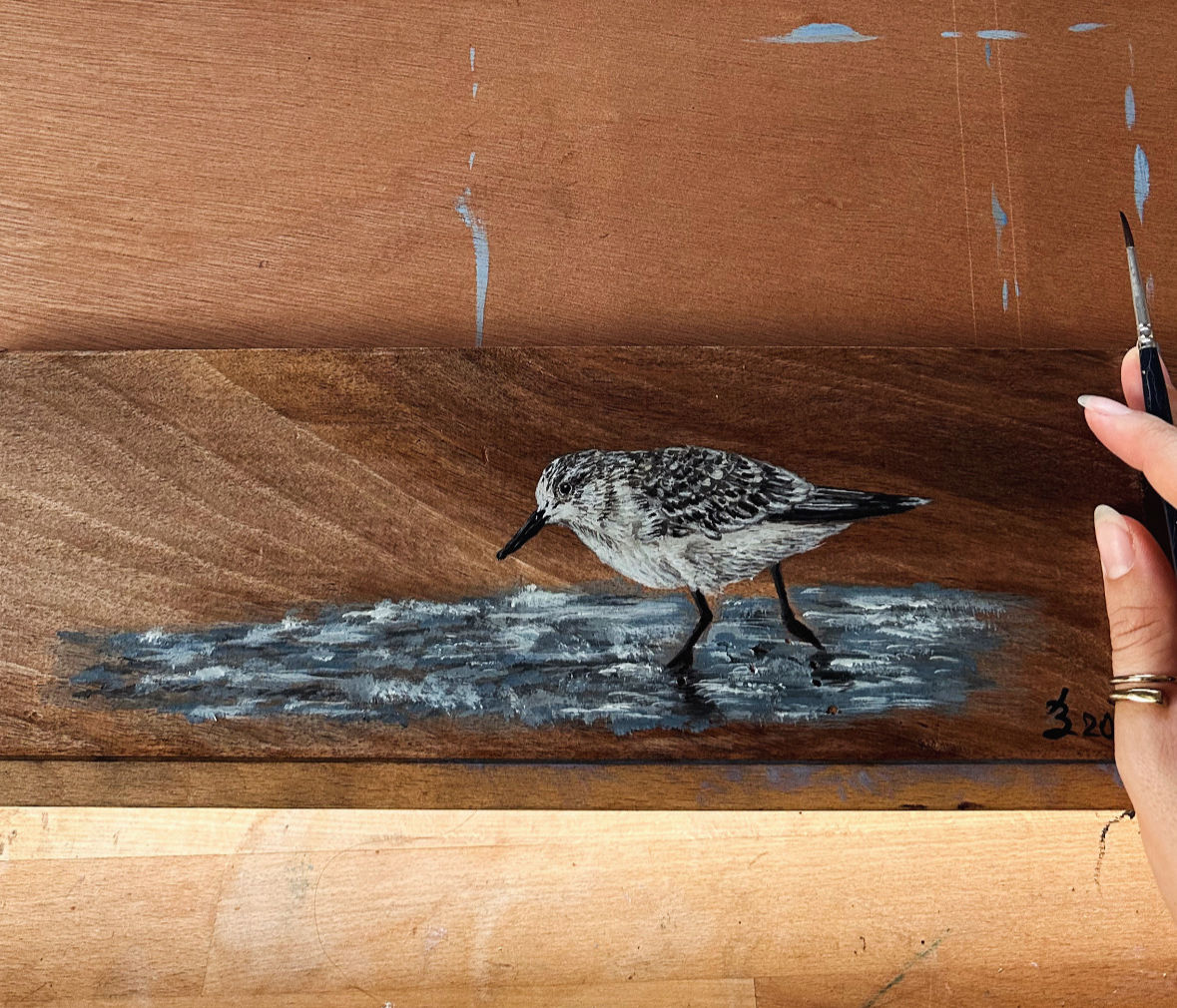 Bécasseau Sanderling