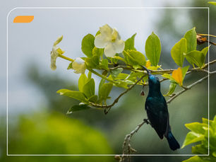 Dia Internacional da Biodiversidade: agir localmente para gerar impacto global