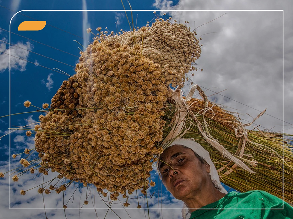 Fundo Ancestra e VBIO: impulsionando a sociobioeconomia no Brasil