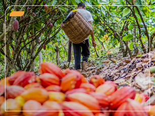 Como transformar a Repartição de Benefícios em estratégia de impacto real