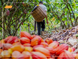 Como transformar a Repartição de Benefícios em estratégia de impacto real