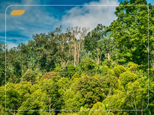 A GSS é parte das discussões globais sobre Biodiversidade e o novo Fundo Cali (PT/BR | EN)