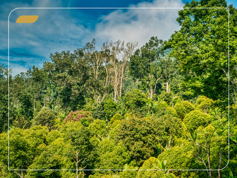 A GSS é parte das discussões globais sobre Biodiversidade e o novo Fundo Cali (PT/BR | EN)