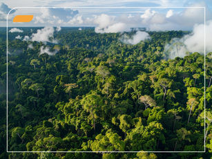 O que são Créditos de Biodiversidade e como eles apoiam a conservação da natureza