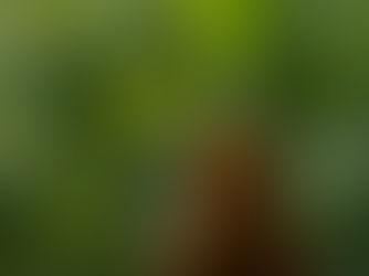Bioeconomia e inovação: oportunidades para o setor cosmético