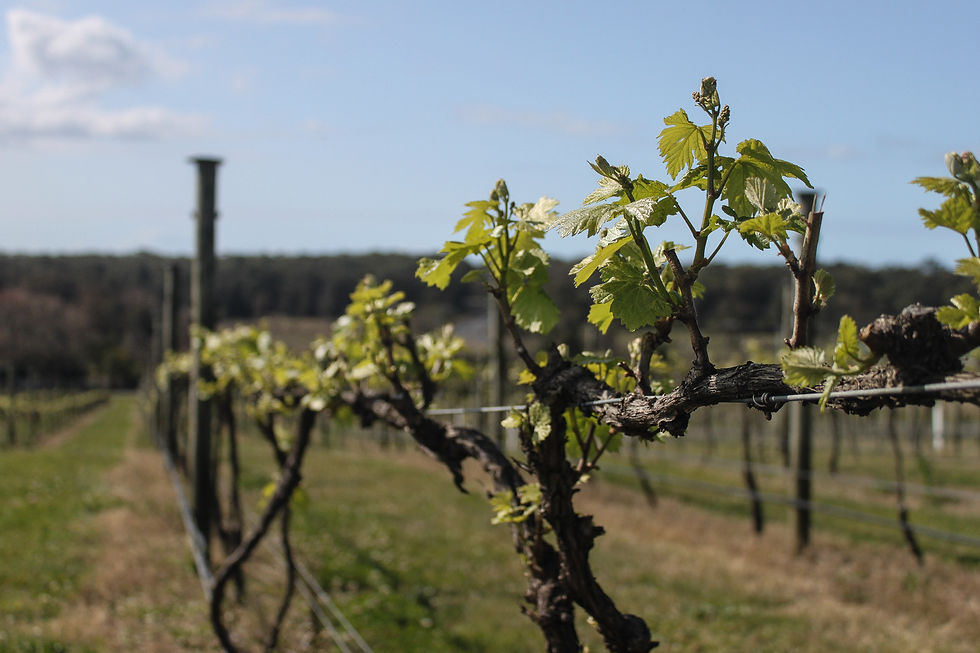 Vines.JPG