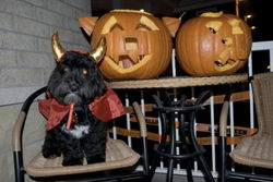 tugger pumpkins.jpg