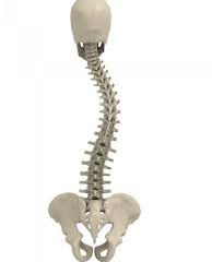 Pilates na Escoliose