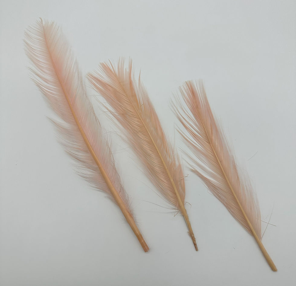 Thumbnail: Burnt Turkey Quills (Parried) – 12" to 14" - Pastels