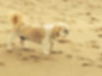 Bailey