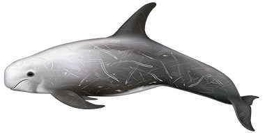 Grampus-griseus-1.png