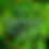 Thumbnail: Liquid_gold_leaf_best_indoor_plant _Fertiliser